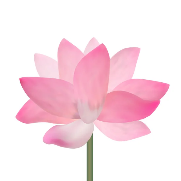 Realistische gedetailleerde roze lotusbloem. Vector — Stockvector