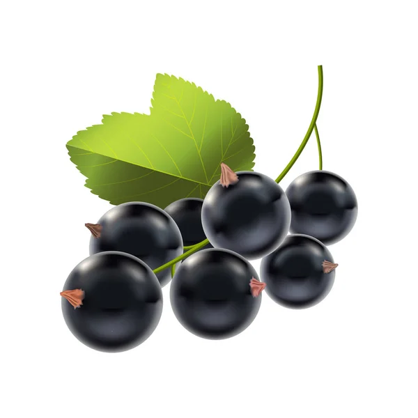 Realistische detaillierte reife schwarze Beeren Johannisbeere. Vektor — Stockvektor