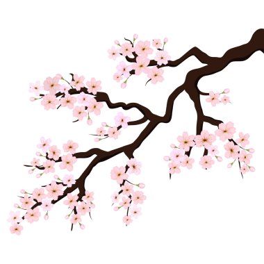 Sakura veya kiraz çiçekleri dalı. Vektör