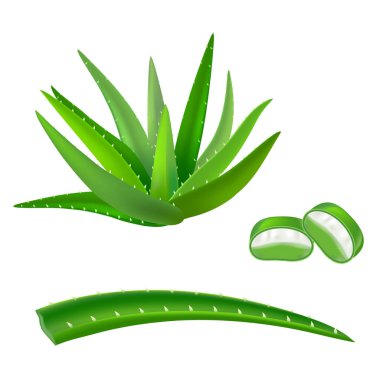 Gerçekçi detaylı Aloe Vera Green tesisi. Vektör