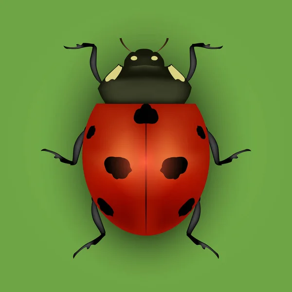 Realistic Detailed Insect Ladybug on a Green Background. Vector — Stock Vector