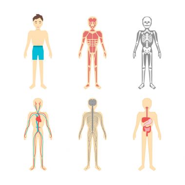 Çizgi film renk İnsan Anatomik sistemi kümesi. Vektör