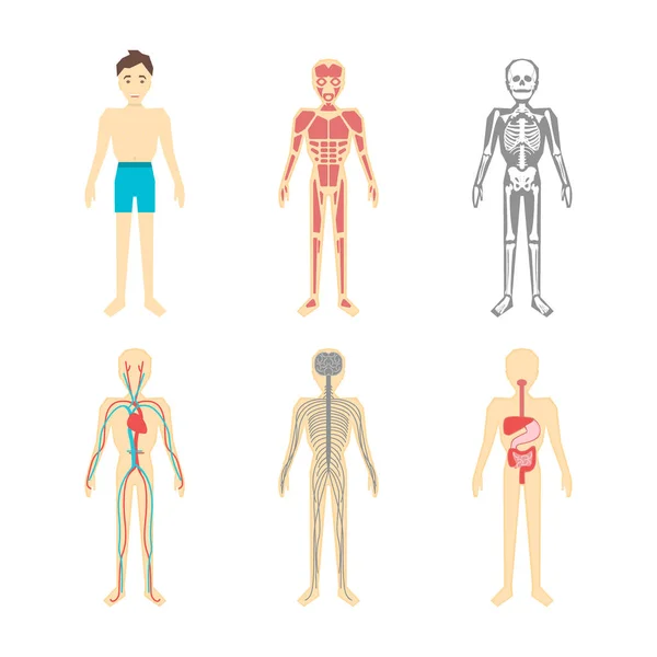 卡通彩色人体解剖系统集。矢量 — 图库矢量图片