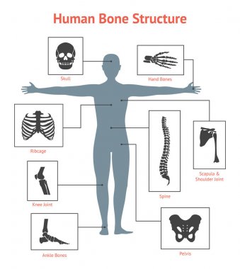 İnsan iskeleti ve parça takımları kartı veya Poster. Vektör