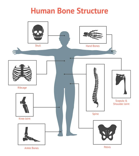 人类的骨骼和部分集卡或海报。矢量 — 图库矢量图片