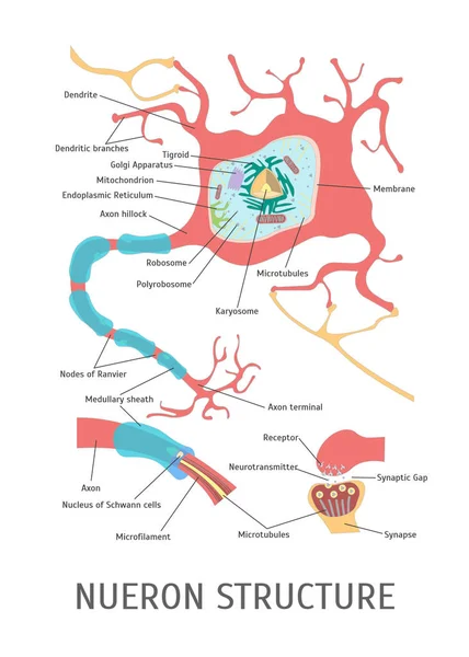 Cartoon Structure of a Neuron (en inglés). Vector — Archivo Imágenes Vectoriales