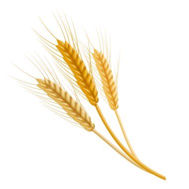 Gerçekçi detaylı renk buğday kulak. Vektör