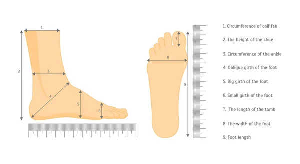 Misura quadrata dei piedi umani Dimensione della scarpa. Vettore — Vettoriale Stock