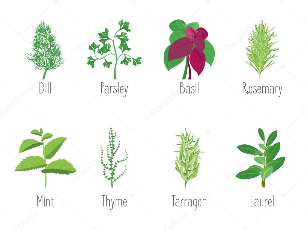 Herb Set Dill, Parsley, Basil, Mint, Rosemary, Laurel and Thyme. Vector
