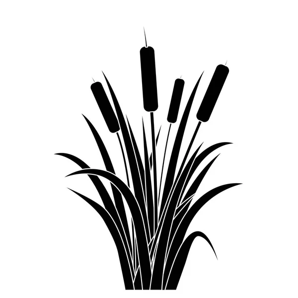 Silhouette Black Water Reed Plant Cattails Leaf. Vetor — Vetor de Stock