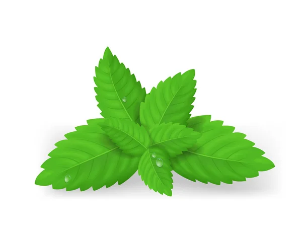 Ρεαλιστικό λεπτομερές φρέσκα πράσινα φύλλα δυόσμου. Διάνυσμα — Διανυσματικό Αρχείο