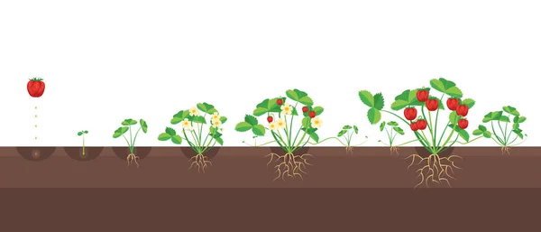 Cartoon tillväxtstadierna för jordgubbar. Vektor — Stock vektor
