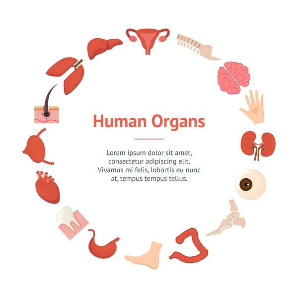 Cartoon Human Internal Organs Banner Card Circle (en inglés). Vector — Archivo Imágenes Vectoriales