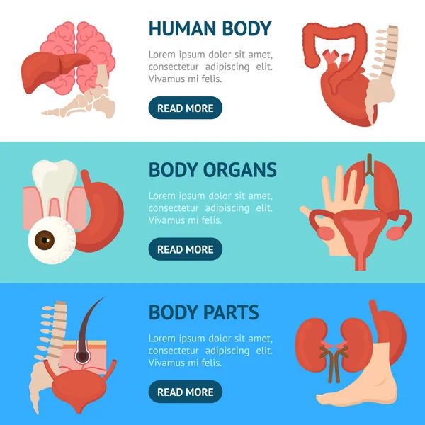 Dibujos animados los órganos internos humanos Banner Horizontal conjunto. Vector de — Archivo Imágenes Vectoriales