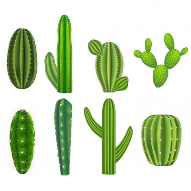 Gerçekçi detaylı yeşil kaktüs bitkileri ayarlayın. Vektör