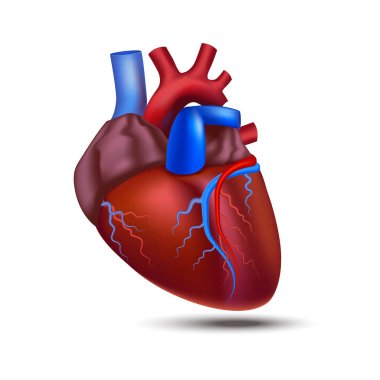 Gerçekçi detaylı 3d insan anatomisi kalp. Vektör