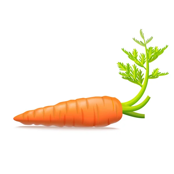 Zanahorias 3D detalladas realistas con hojas. Vector — Archivo Imágenes Vectoriales