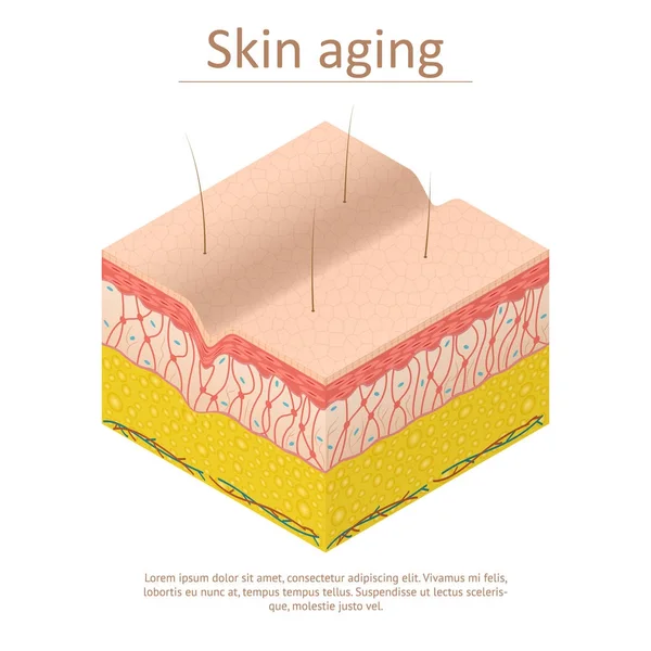 Kůži stárnutí karta plakát izometrickém pohledu. Vektor — Stockový vektor