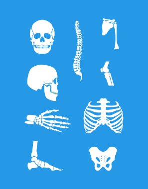 Beyaz insan iskeleti ve bölüm siluet ayarla. Vektör