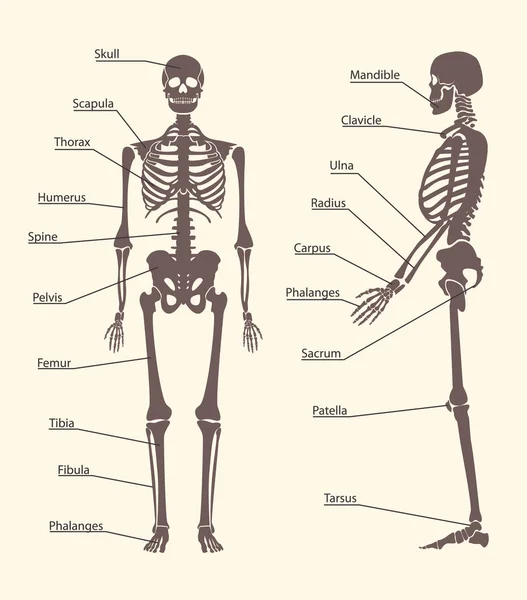 Esqueleto humano preto silhueta e conjunto de peças Cartão Poster. Vetor — Vetor de Stock