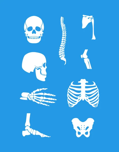 Silhouette Hvid Menneskelige skelet og del sæt. Vektor – Stock-vektor