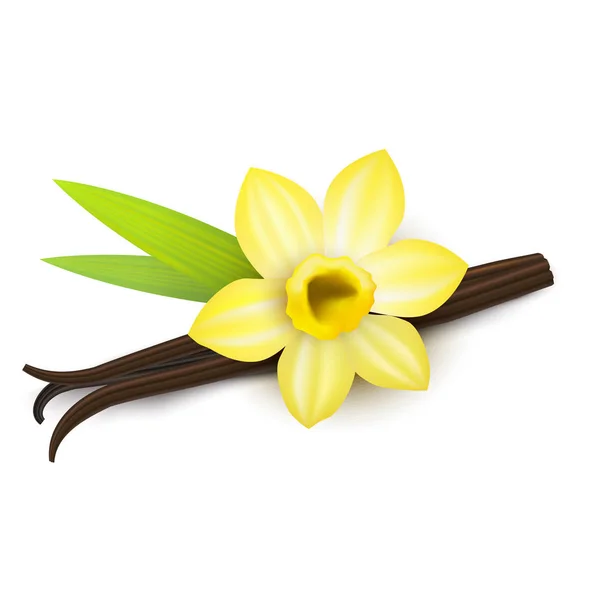 Realistic Detailed 3d Vanilla Flower and Pods Isolated. Vector — Stock Vector