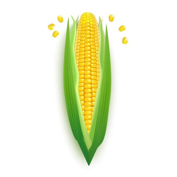Corncobs 3d detallados realistas con maíz amarillo aislado. Vector — Vector de stock