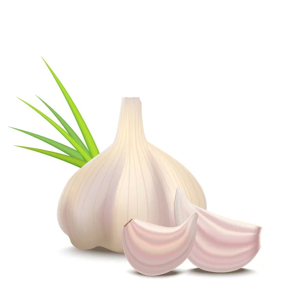 Realistic Detailed 3d Whole Garlic and Cloves. Vector — Stock Vector