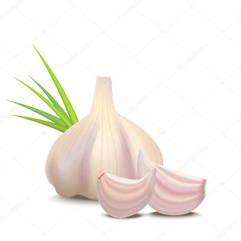 Realistic Detailed 3d Whole Garlic and Cloves. Vector