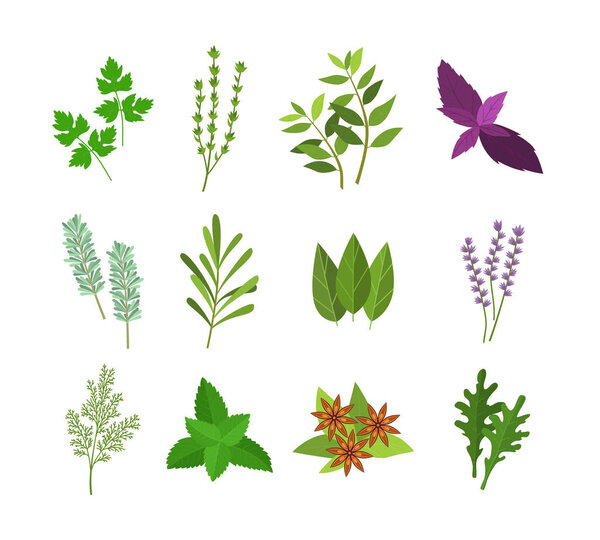 Cartoon Color Herbs Spices Set. Vector