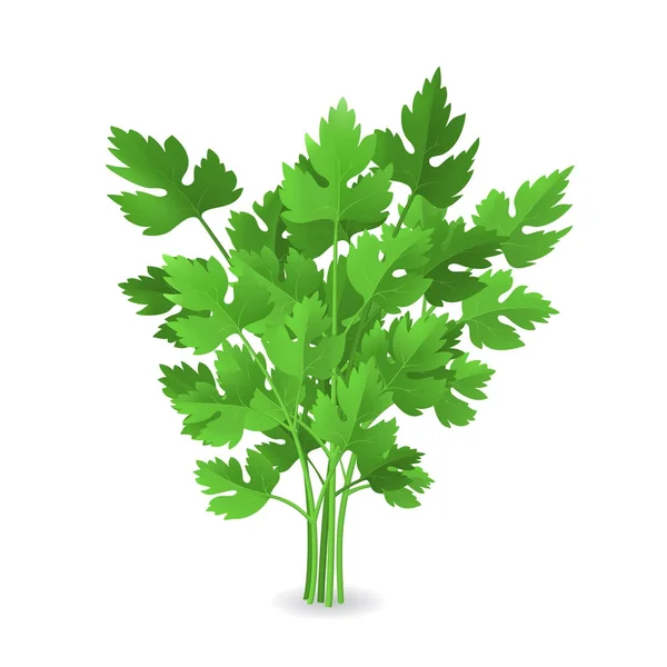 Realistic Detailed 3d Green Raw Parsley. Vector — Stock Vector