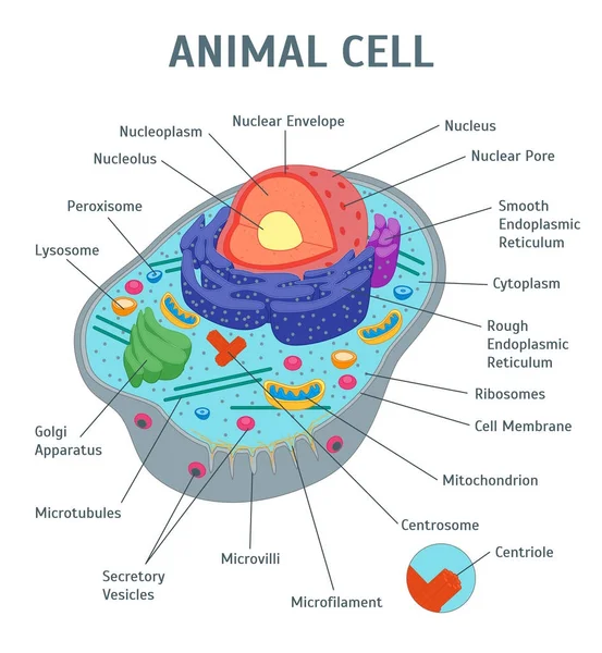 Tecknad djur Cell anatomi Banner kort affisch. Vektor — Stock vektor
