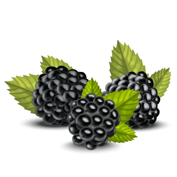Realistic Detailed 3d Blackberries with Green Leaves. Vector — Stock Vector