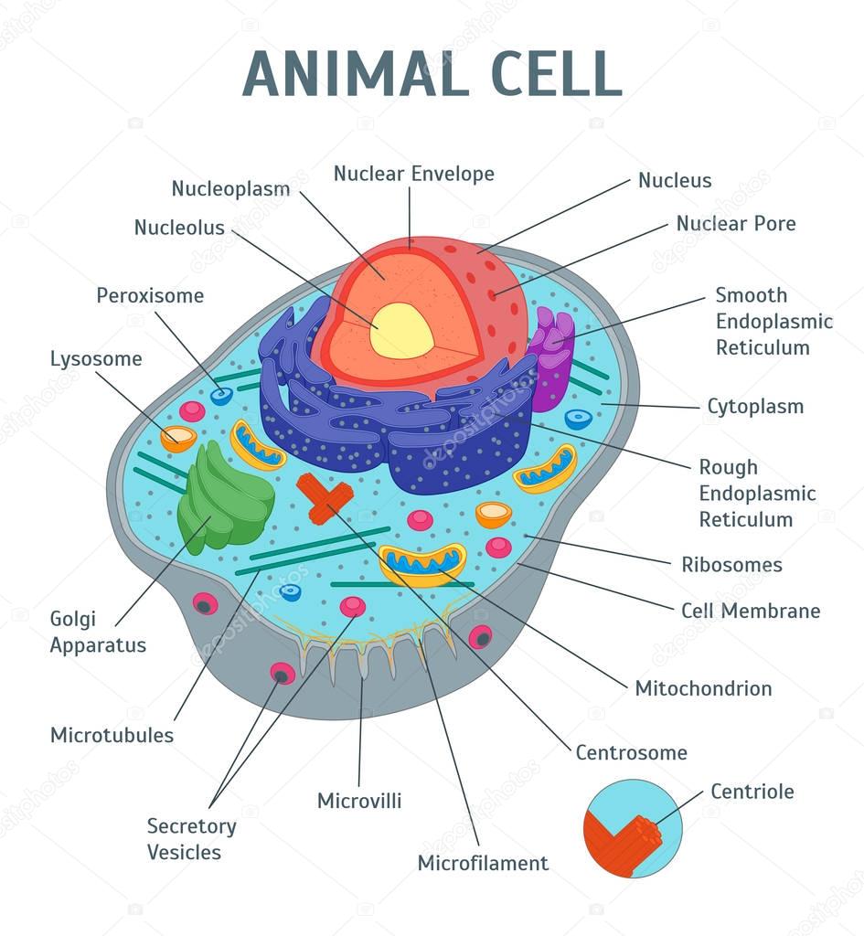 Cartoon Animal Cell Anatomy Banner Card Poster. Vector