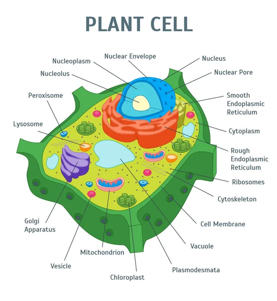 Cartoon Plant Cell anatomi Banner kort affisch. Vektor — Stock vektor