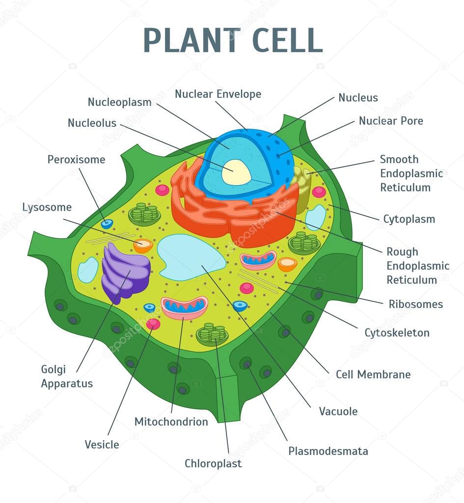 Cartoon Plant Cell Anatomy Banner Card Poster. Vector