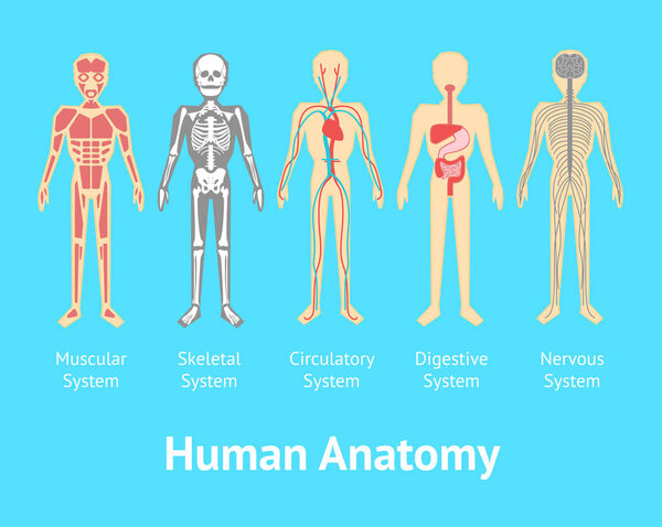 Карточный плакат Cartoon Color Human Anatomic System. Вектор
