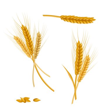 Gerçekçi detaylı renk buğday kulak. Vektör