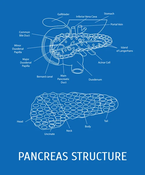 Estructura de una glándula pancreática. Vector — Vector de stock