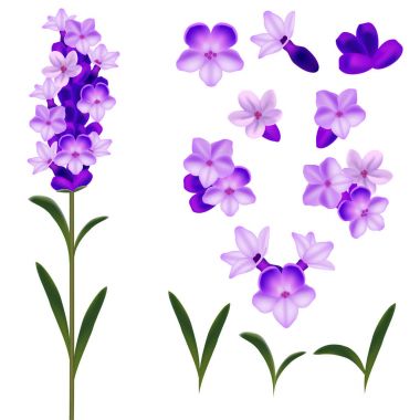 Realistic Detailed 3d Lavender Flowers Set. Vector clipart