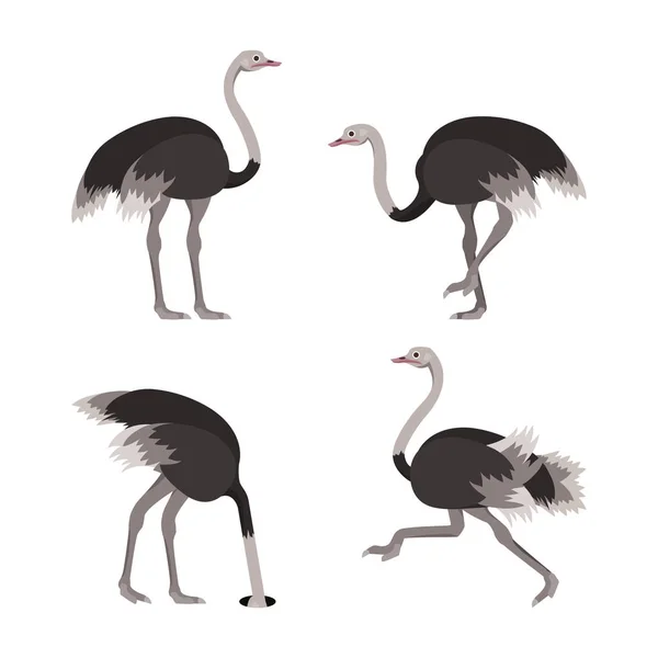 Cartoon Ostrich Bird Set (en inglés). Vector — Vector de stock