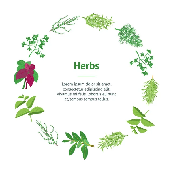 Herb Banner Card Circle Dill, perejil, albahaca, menta, romero, laurel y tomillo. Vector — Vector de stock