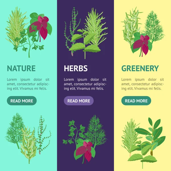 Herb Banner Vecrtical Set. Vector — Stock Vector