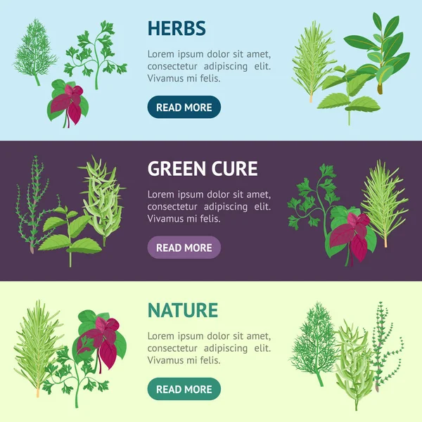 Herb Banner Horizontal Set Dill, Perejil, Albahaca, Menta, Romero, Laurel y Tomillo. Vector — Vector de stock