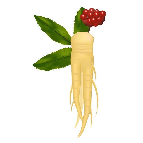 Realista detallado 3d Ginseng raíz y hojas. Vector — Vector de stock