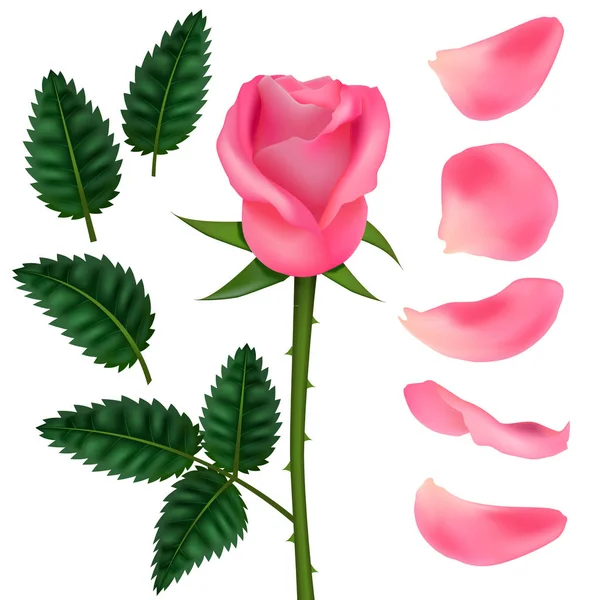 Realista detallado 3d rosa flor rosa conjunto. Vector — Vector de stock