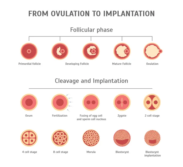 Cartel de tarjeta de fertilización in vitro de dibujos animados. Vector — Archivo Imágenes Vectoriales