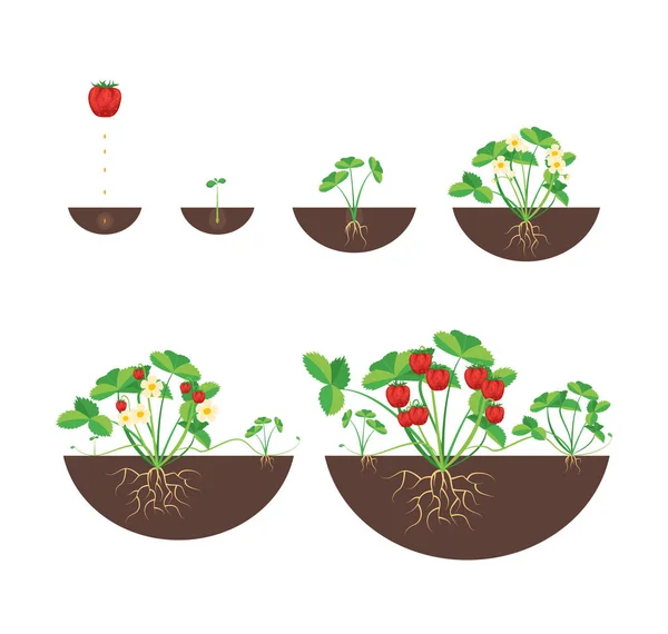 Etapas de crecimiento de dibujos animados de fresas conjunto de iconos. Vector — Vector de stock