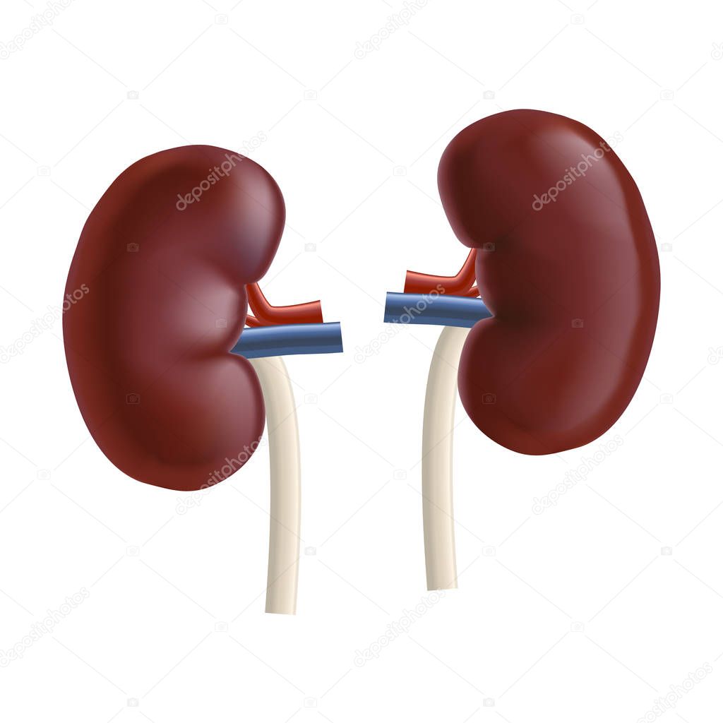 Realistic Detailed 3d Kidney Human Internal Organs. Vector