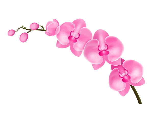 Realistische gedetailleerde 3d bloem-orchidee. Vector — Stockvector